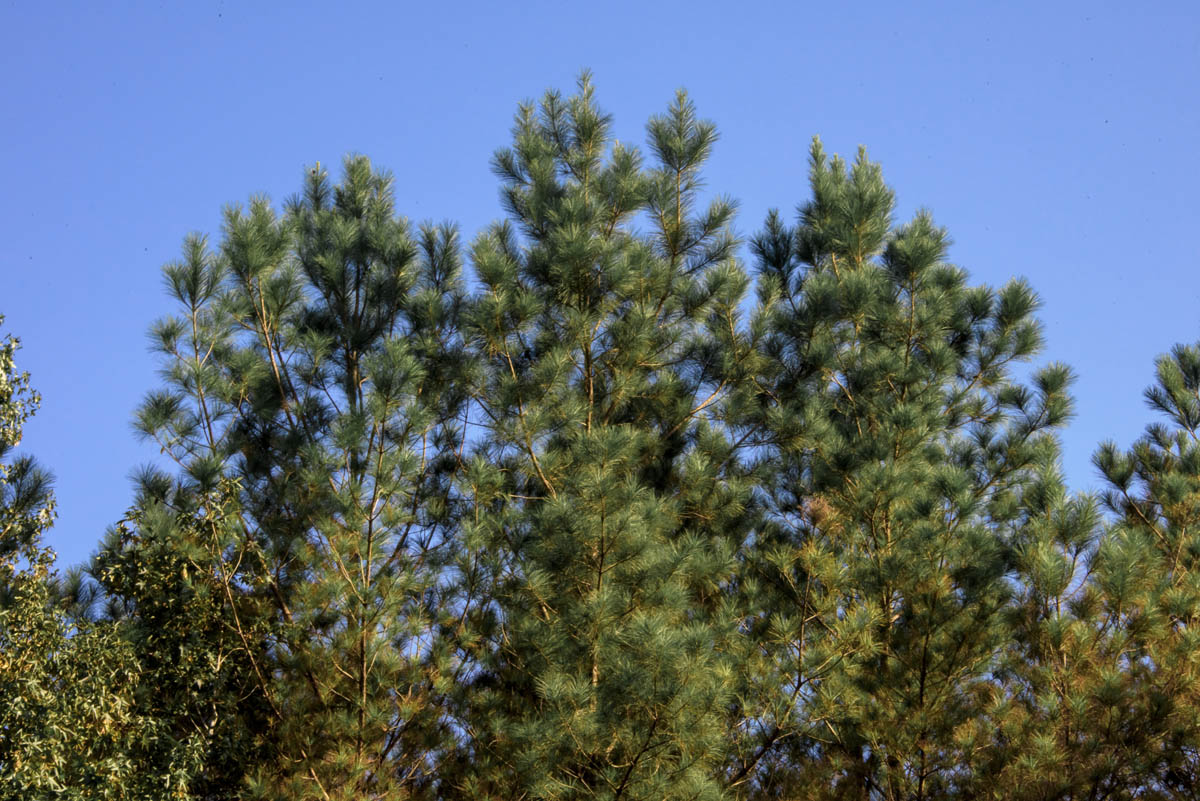 Tops of dark green trees against a bright blue sky.