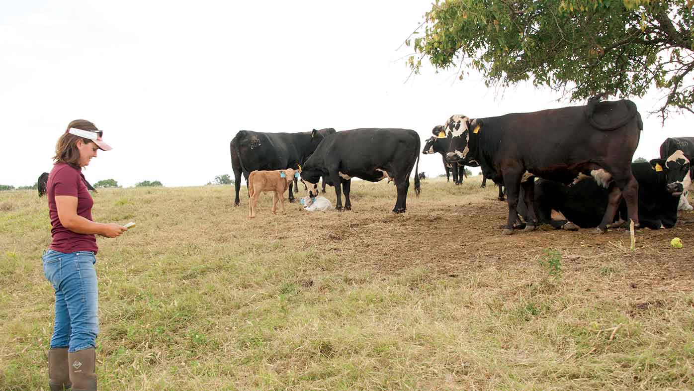 A woman wearing a white visor, maroon shirt, jeans, and boots marks a clipboard as five cows and three calves rest under a tree.