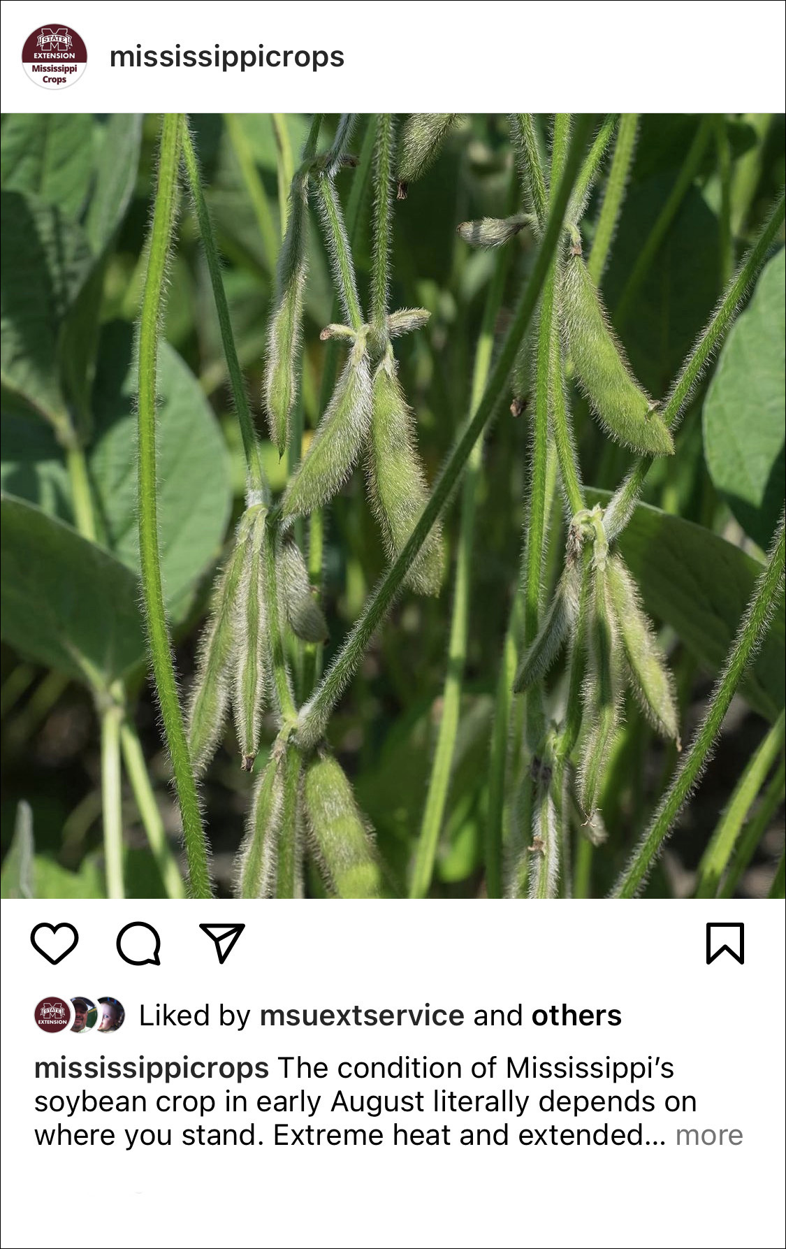 An Instagram post from @mississippicrops showing a close-up of a soybean plant.