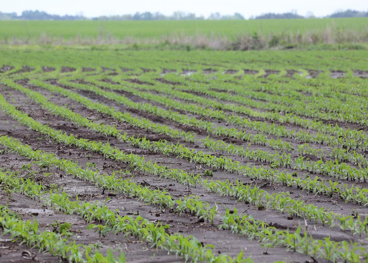 Mississippi corn producers are struggling to plant their fields as frequent, heavy rains have left conditions too wet and muddy to operate on most days this spring. This corn field in Noxubee County, Mississippi, was photographed April 12, 2016. (Photo by MSU Extension Service/Kat Lawrence)