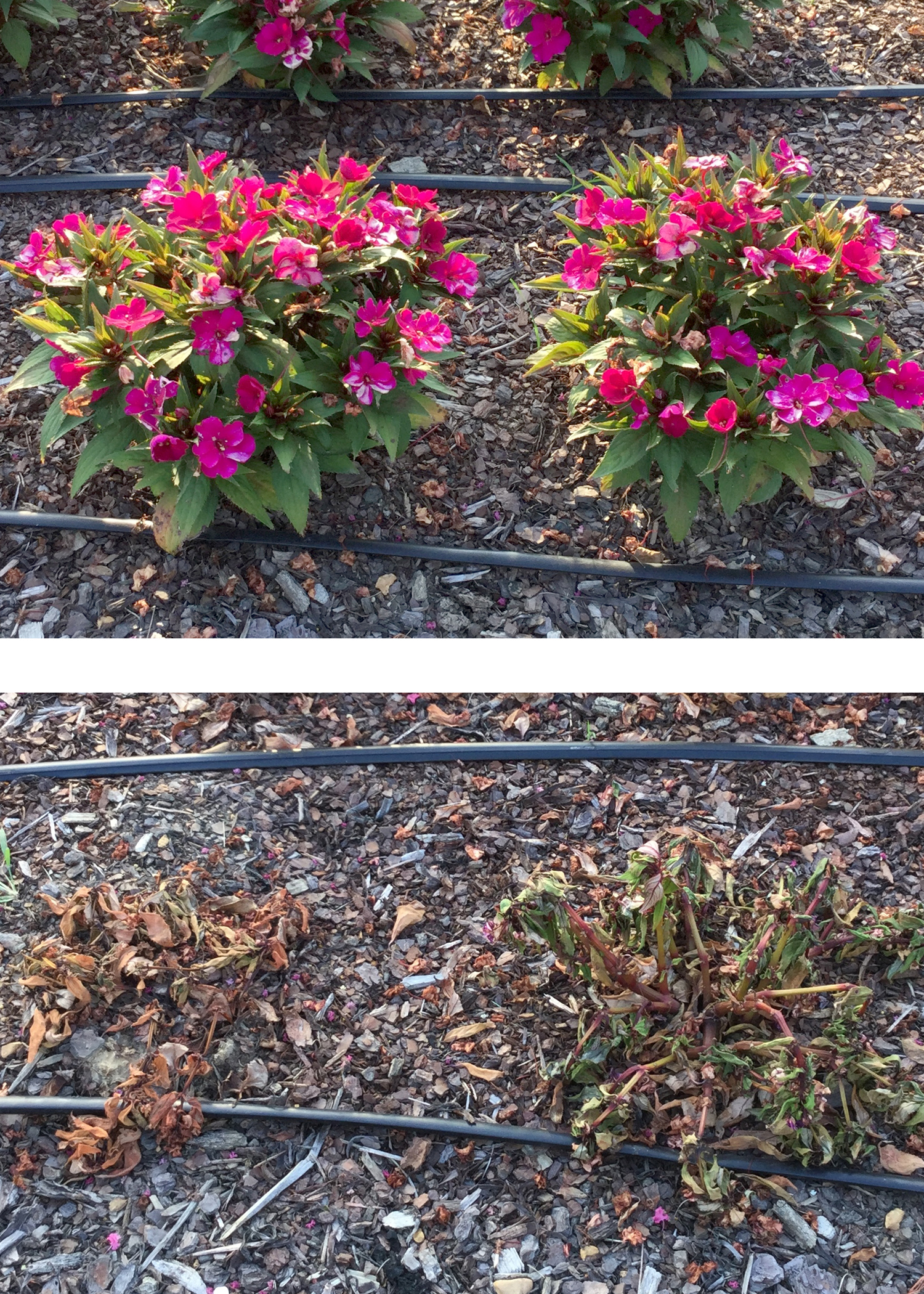 On July 24, 2015, these SunPatiens, top, were thriving at the Mississippi State University Truck Crops Branch Experiment Station in Crystal Springs, Mississippi. They were dead when photographed, bottom, Aug. 7, 2015. The flowers were killed by the Macrophomina phaseolina pathogen, which had never before been seen in impatiens (Photo by MSU Extension Service/Clay Cheroni)