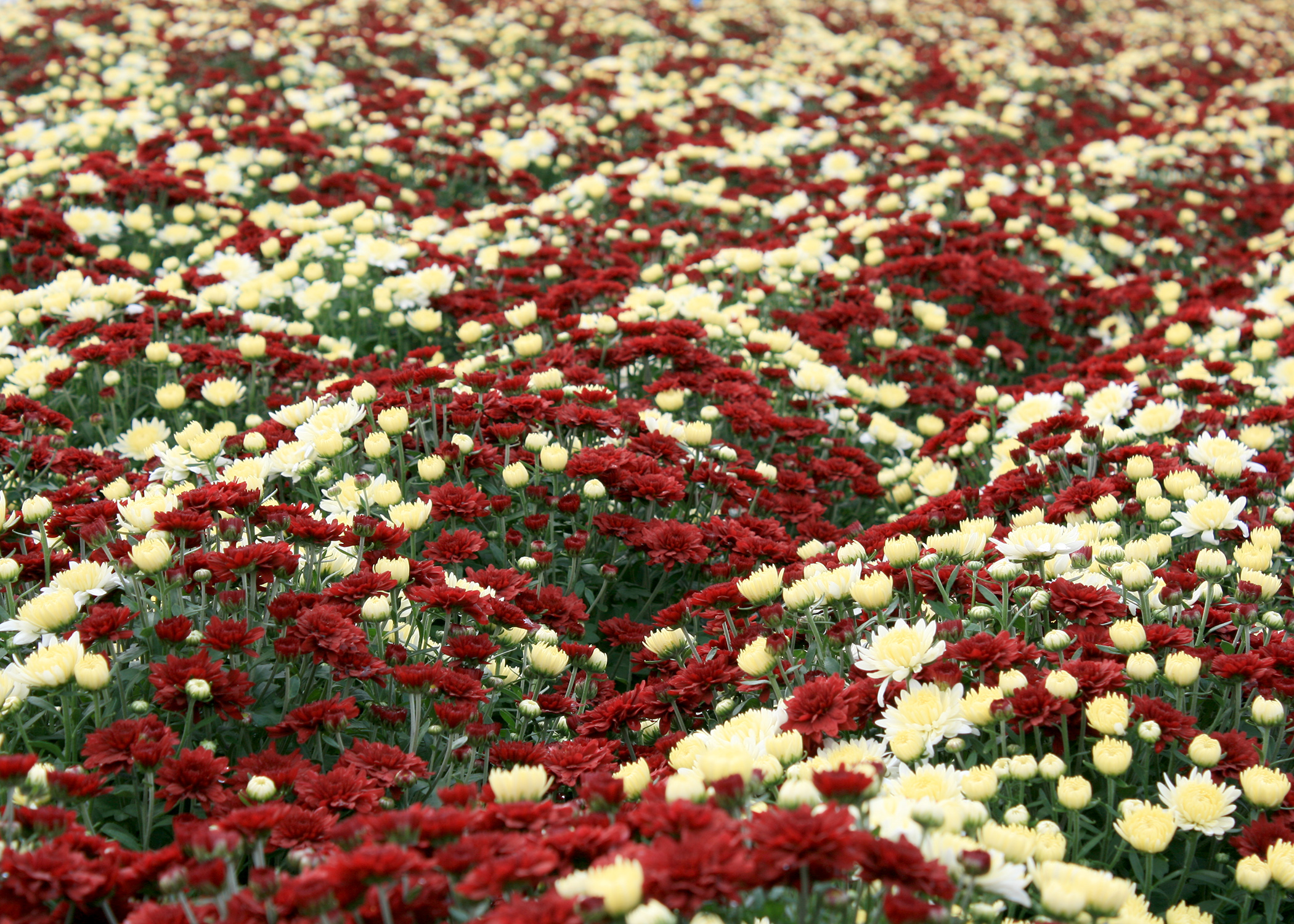 Fall mums in full flower have an instant impact for any autumn event. Their many warm colors can complement almost any home color scheme. (Photo by MSU Extension/Gary Bachman)