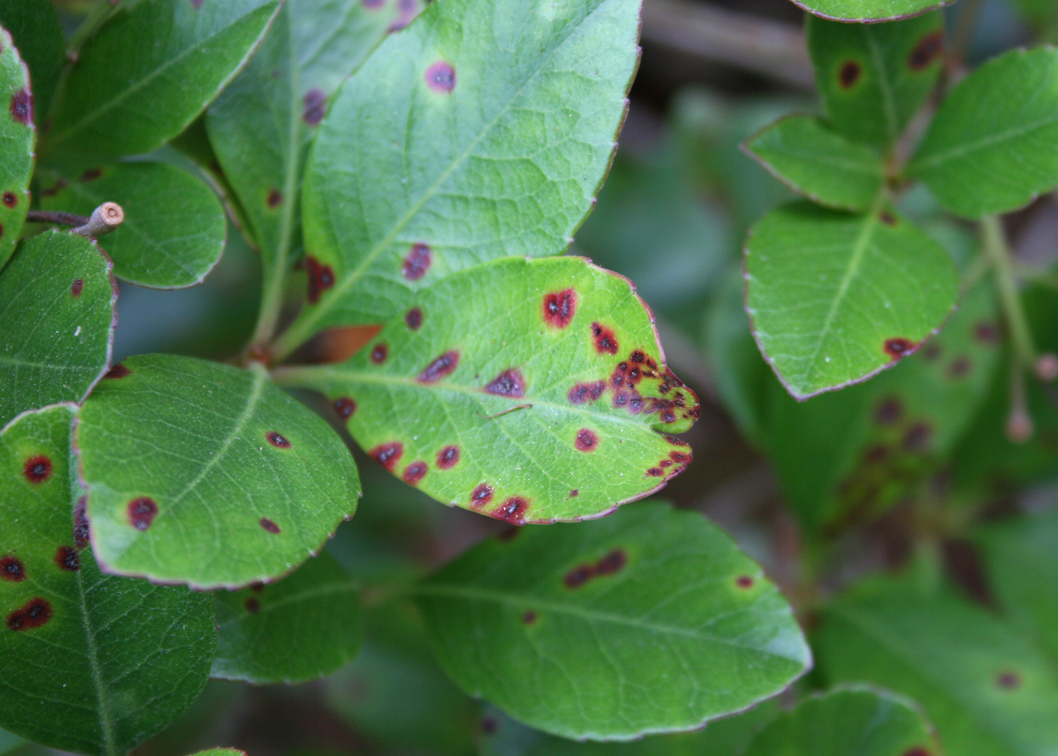 Indian hawthorn’s only real problem is its susceptibility to Entomosporium leaf spot. Preventive fungicide sprays in the spring and fall can help. (Photo by MSU Extension/Gary Bachman)