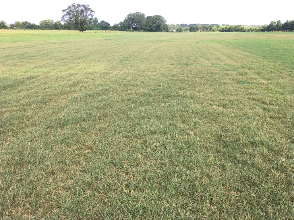 Open field of bermudagrass with trees in the distance.