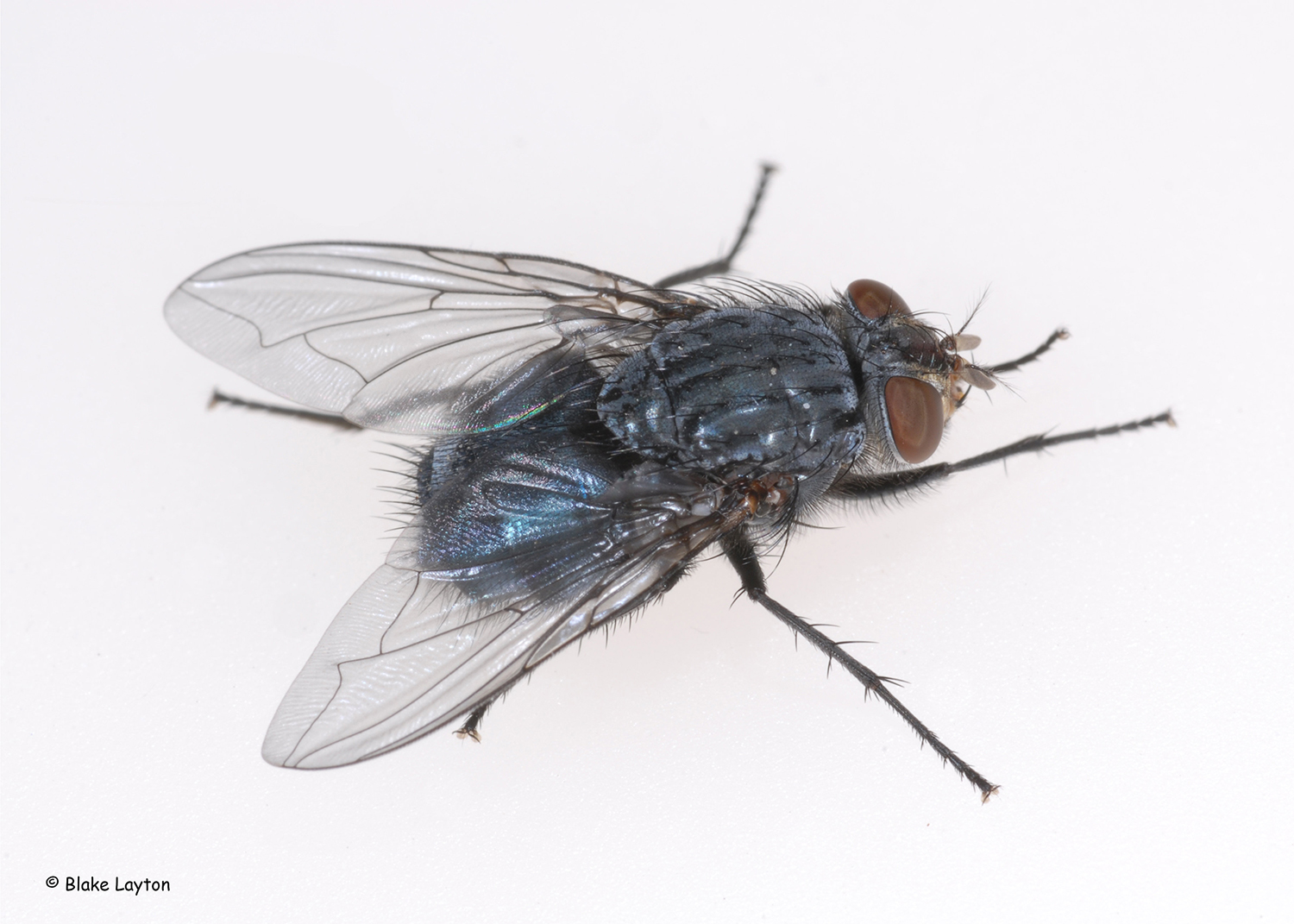 A fly with a shimmery blue color.