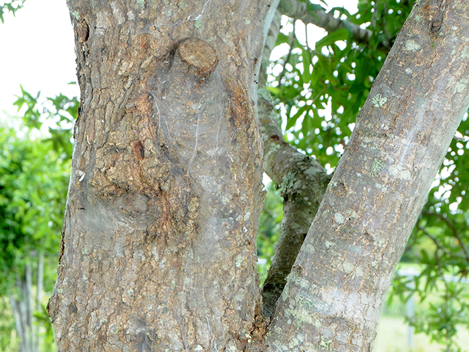A white silk-like material on the trunk and large limb of tree caused by a Web-spinning barklouse, a brown, aphid-sized insect.