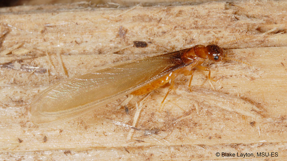 brown insect with long wings on a piece of wood