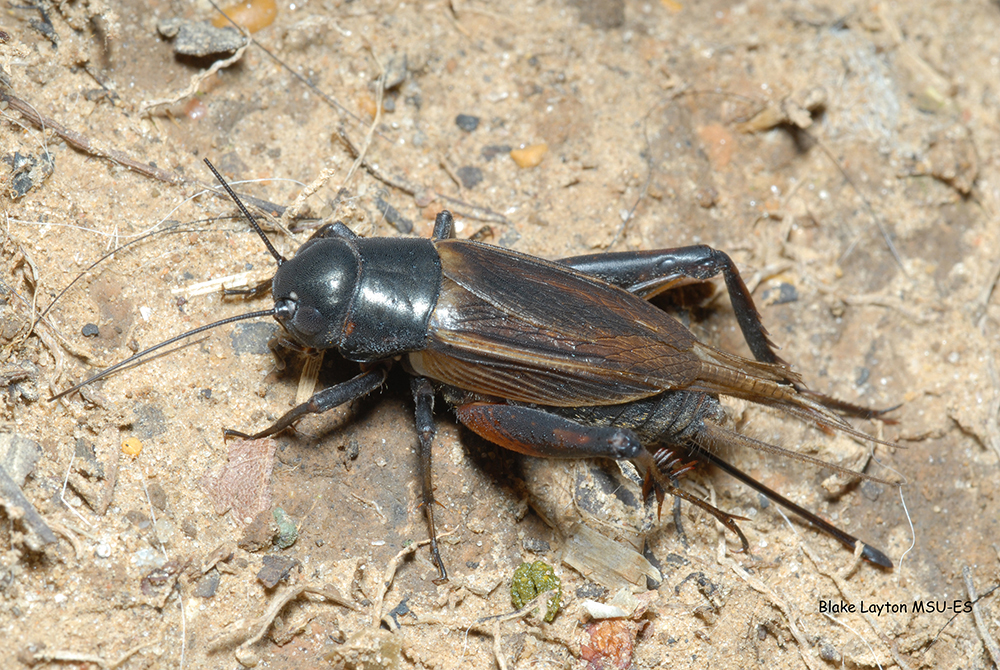 a black field cricket on the ground.