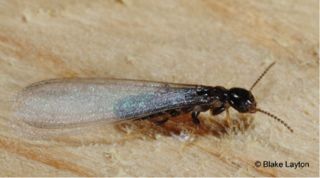 small black insect with long, clear wings.
