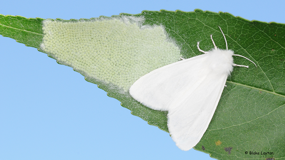 A female moth in this photo is about ¾ inches long and happens to be pure white, but many specimens are white with black spots. 