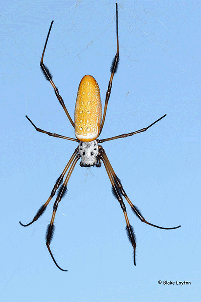 a garden silk spider.