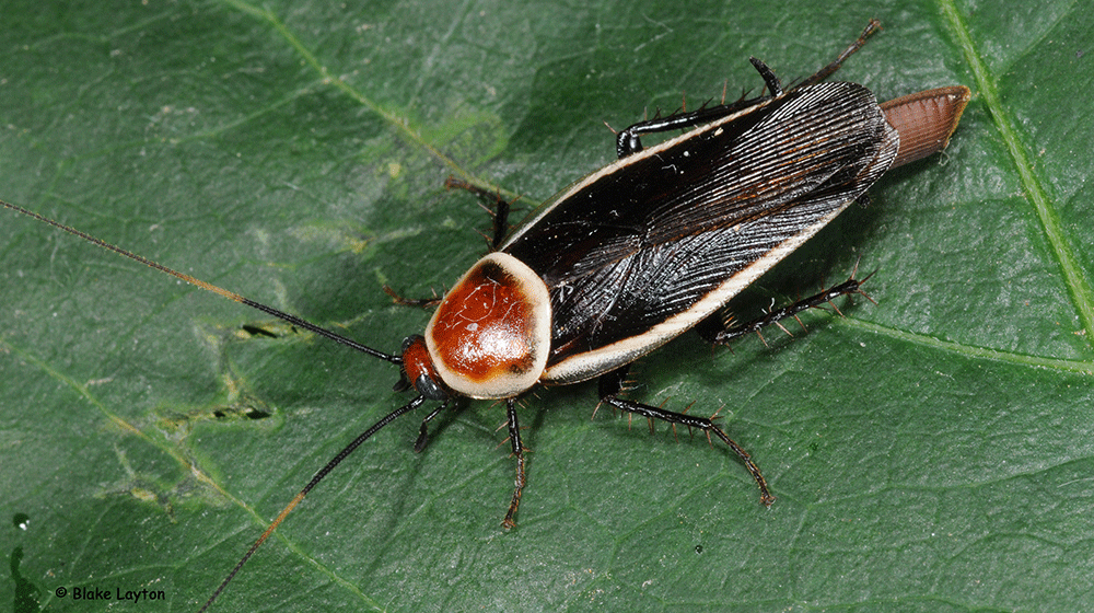 dark colored roach with pale yellow margin on a green leaf.
