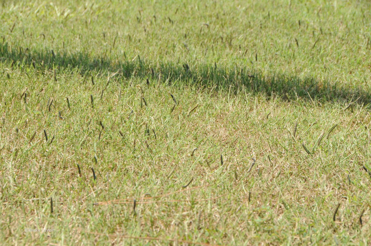 Field of green grass with armyworms on several blades of grass.