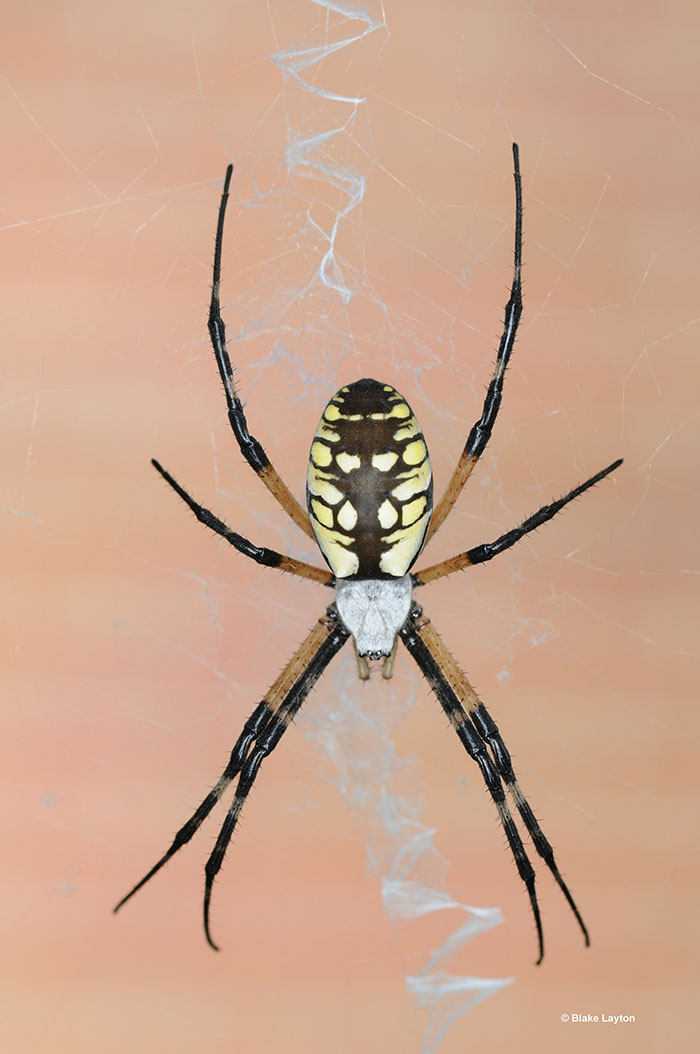 a black and yellow spider.