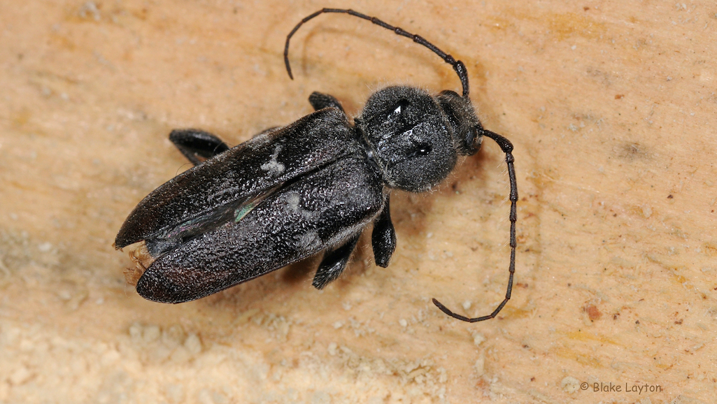 Close up of a black bug.