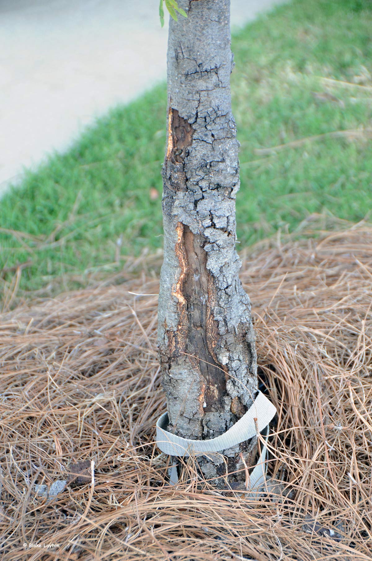Damaged hardwood tree from flatheaded apple tree borer