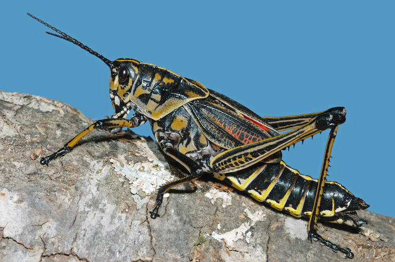 Closeup of a large, heavy-bodied grasshopper.