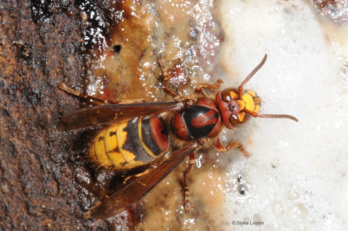 Black, orange, and red striped hornet rests on a sticky surface.