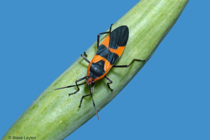 Orange 6-legged bug with black markings resting on a green leaf against a blue background.