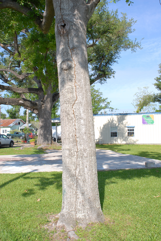 An oak tree with a termite shelter tube running up the trunk.