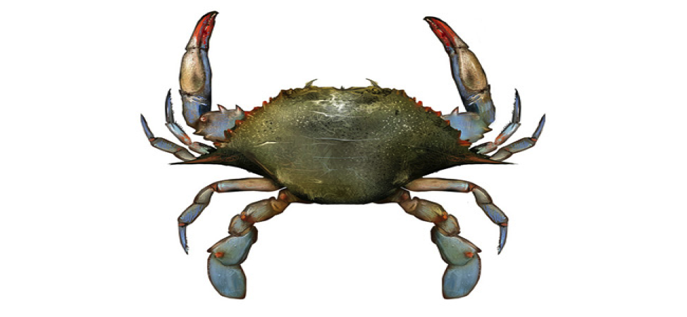 Figure 1. Blue crab (Callinectes sapidus). Source: Gulf FINFO (http://gulffishinfo.org/).