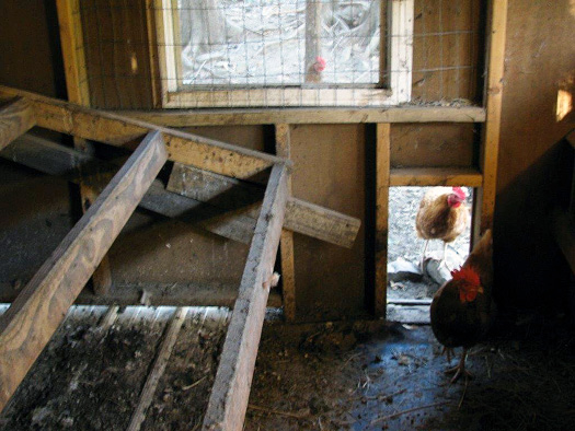 Chickens in a wooden coop.