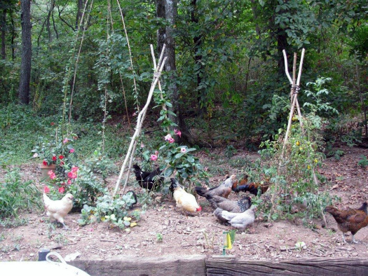 Several chickens outside in a garden.
