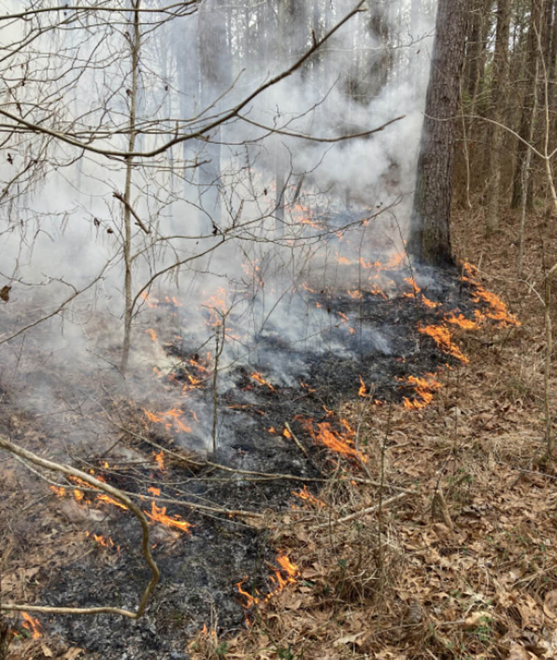 Forest floor is charred away using a prescribed burn. A trail of ashes and flames lead to the trunk of a tree.