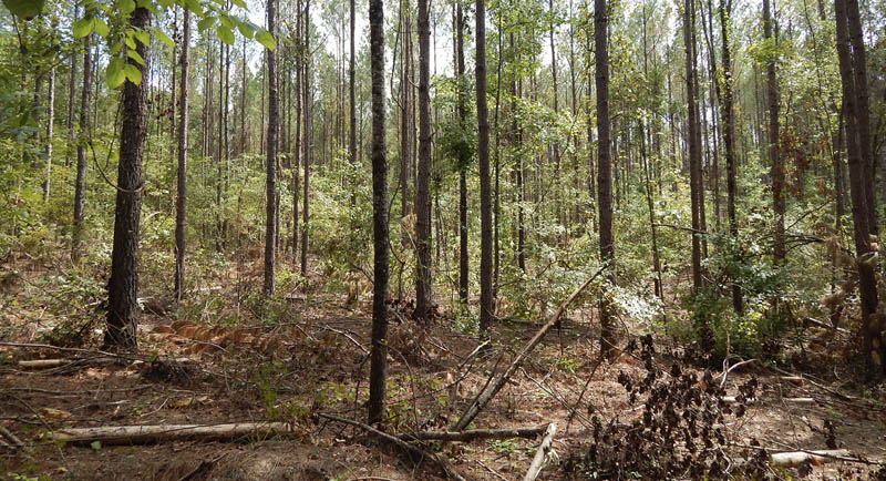 A pine stand in the forest is thinned and feature broken branches and debris on the forest floor.
