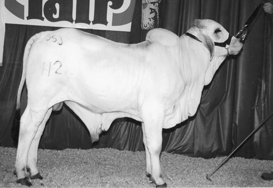 Brahman cow. Large and all white.