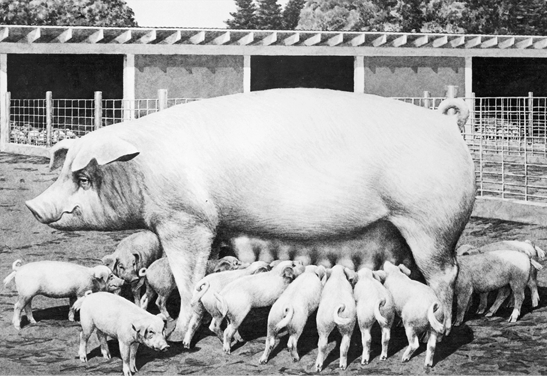 Chester white pig surrounded by piglets. Large frame, solid white.