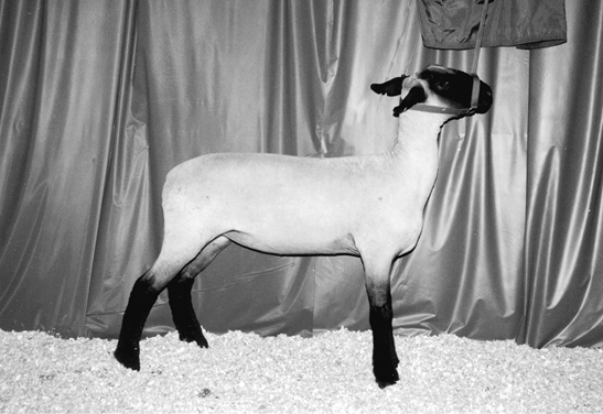 Hampshire sheep. Medium to large sized with white wool and a black face and feet.
