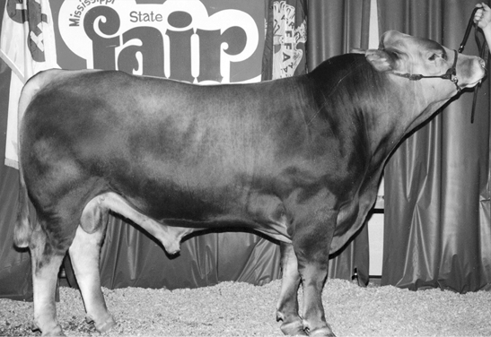 Limousin cow. Large with brown fur and a large midsection.