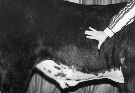 Hand moving toward lower ribs of a steer.