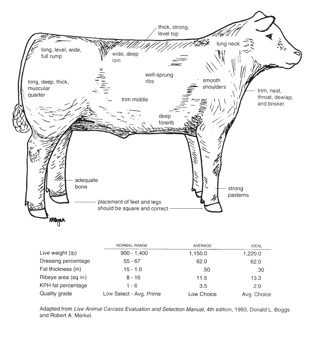 Diagram of the characteristics of an ideal market steer.