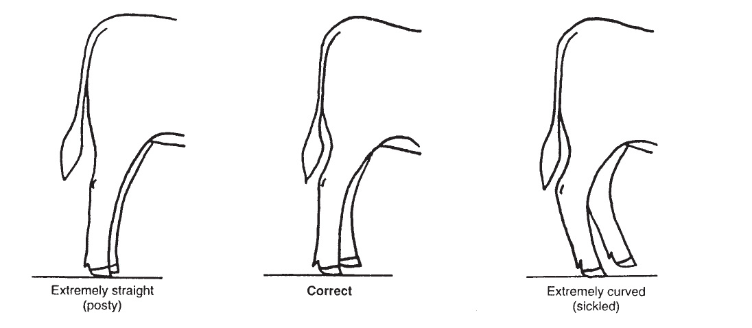 Diagram of an ideal market steer's feet and leg placement.