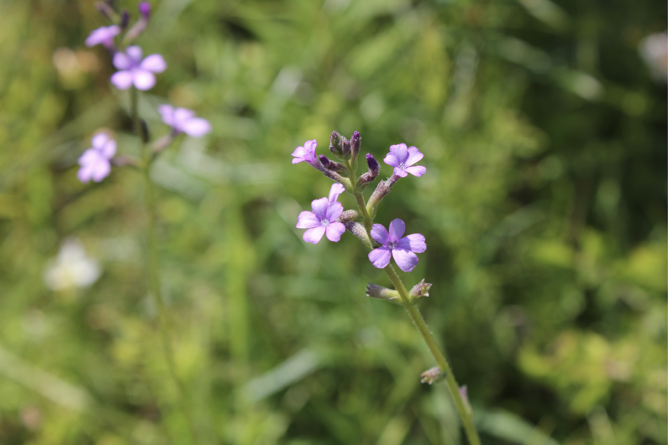 Native verbena plant, purple flowers with a blurred green background.