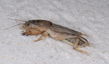 Close-up of a single mole cricket showing its strong front legs, which are adapted for digging.