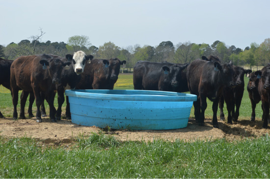 Cows standing near a blue water trough. 