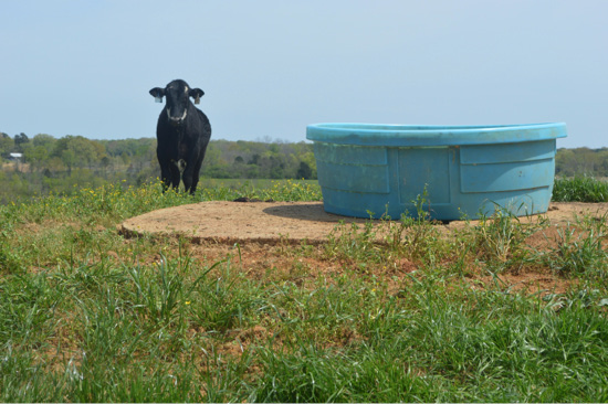 One cow standing next to a blue water trough. 