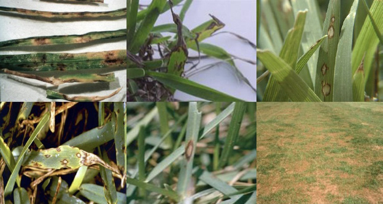 Images of grass blades with yellow and brown spots and "fish hook" twists at the leaf tips.