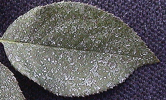 Spots of white residue are distributed evenly across the surface of a leaf.