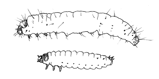 Drawing of size comparison of two types of larvae.