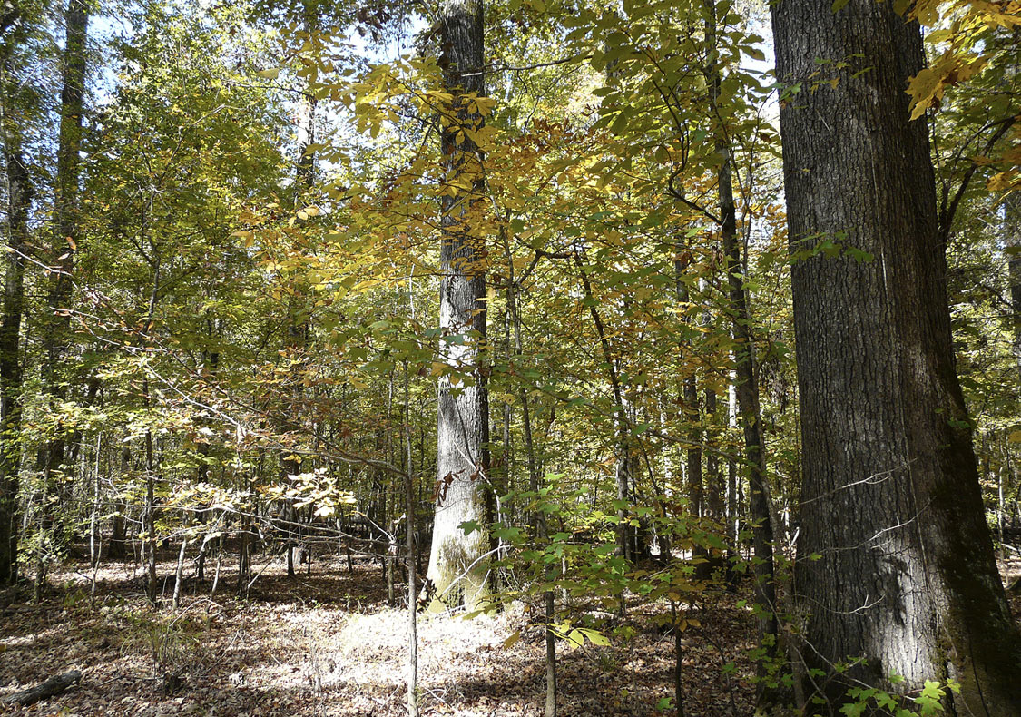 Hardwood trees stand in a forest with green and yellowing leaves.