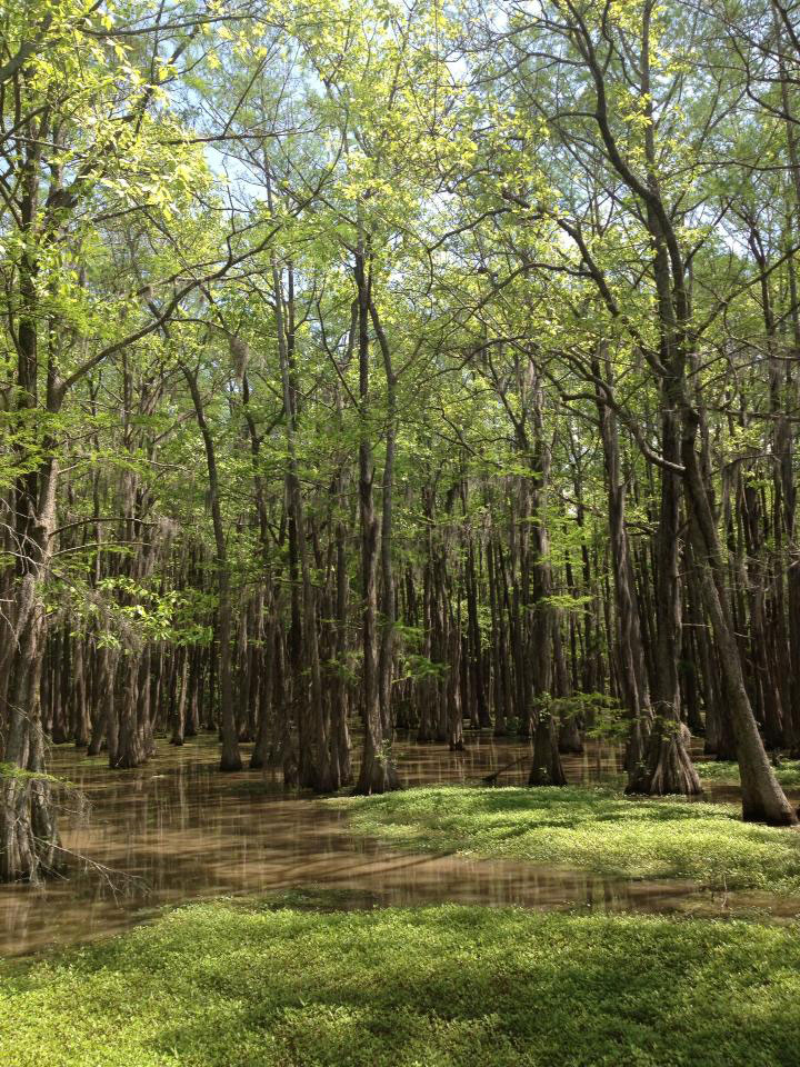 Many trees growing in a swampy area.