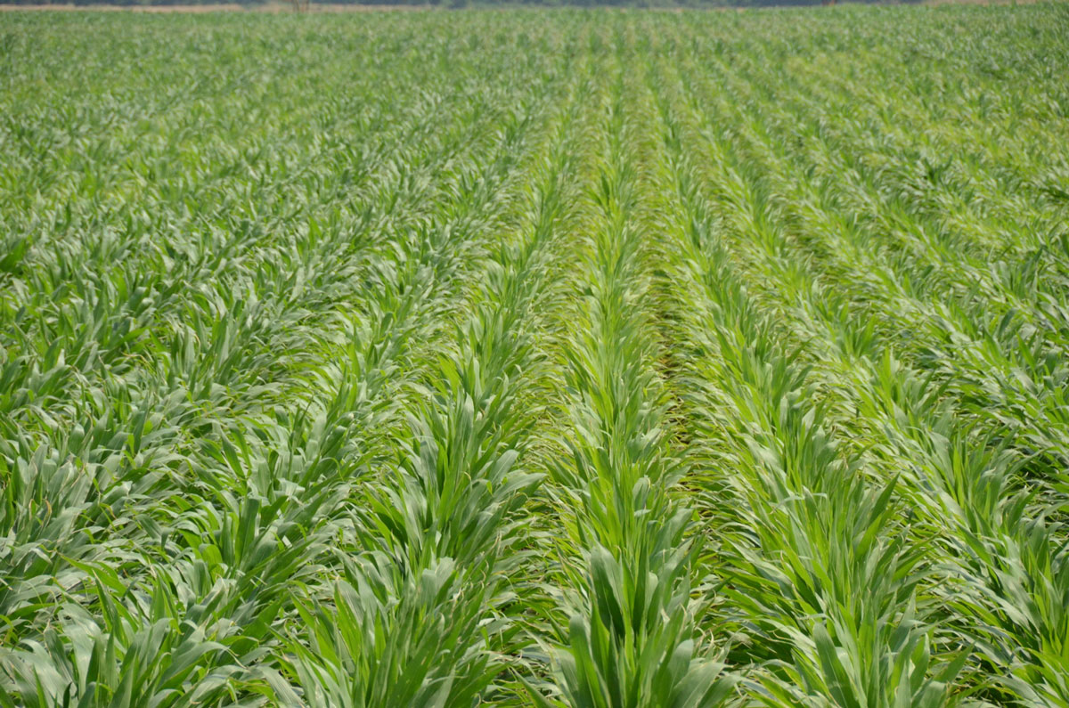 Rows of bright-green corn plants.