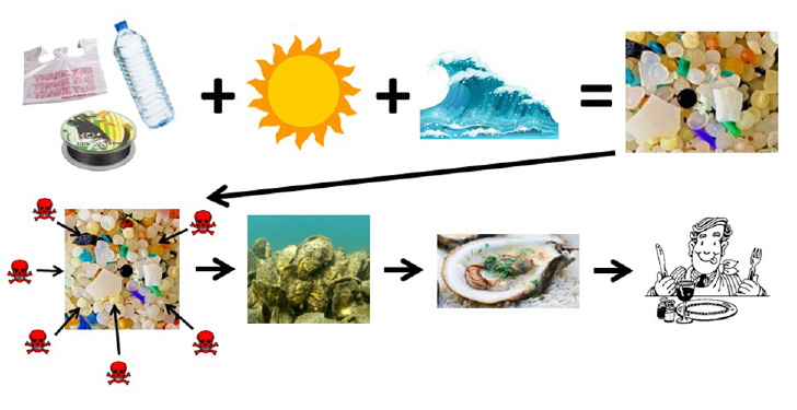 Figure 5. Conceptual flow diagram linking plastic pollution, microplastic creation, and bioaccumulation in oyster populations that may be consumed by humans. Top series: Plastics are introduced to the waterways and break down into microplastics via photo-oxidation and physical forcing. Bottom series: Microplastics absorb toxins from the water column via filter-feeders, such as oysters. Harvested oysters may expose humans to microplastics and their associated toxins.