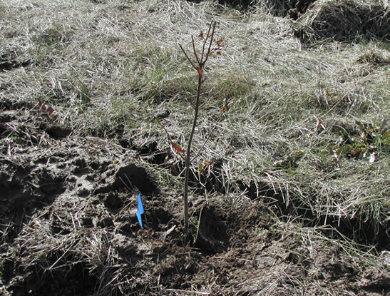 A Nuttall oak seedling is properly planted and packed when the root collar is at or slightly deeper than the ground level.