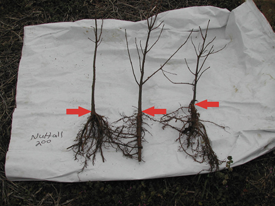 Highlighting the root collar at the top of the root system on Nuttall oak seedlings