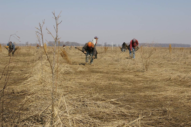 Field workers are planting additional seedlings on a hardwood plantation. 
